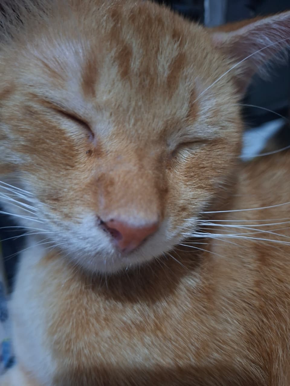 Dudud lagi bobo