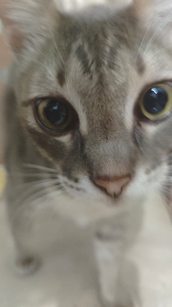 Hay aku cupi