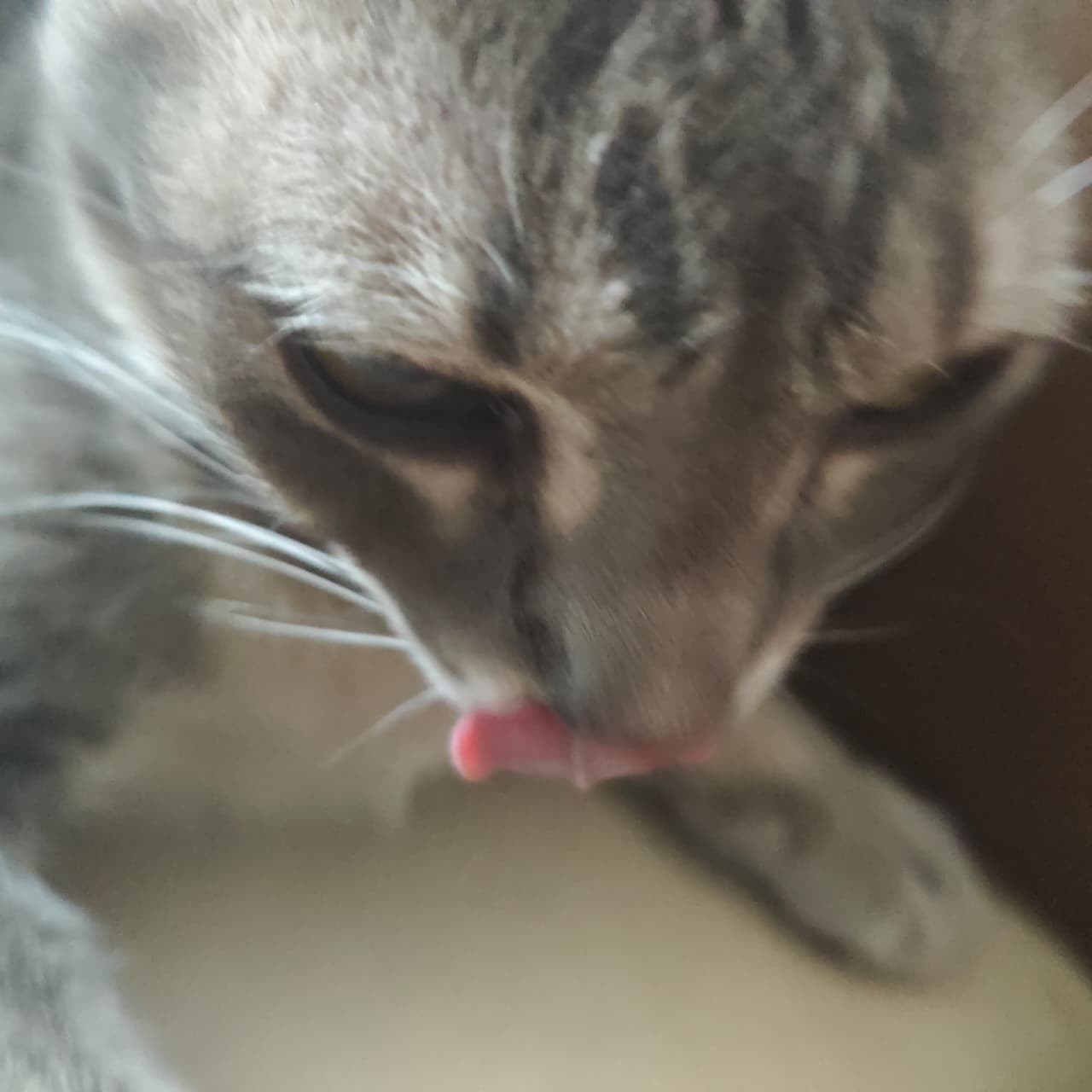 Rawrr