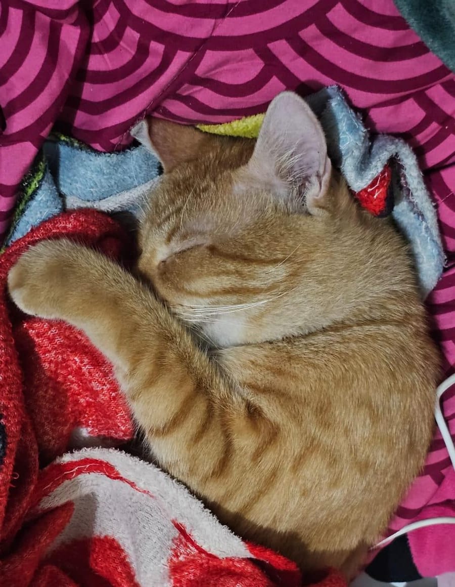 Dudud bobo sambil malu malu